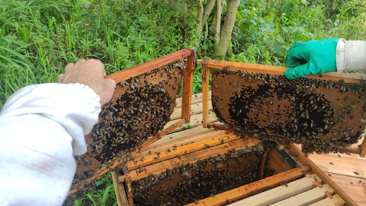 Colheita de mel em Faxinal dos Guedes