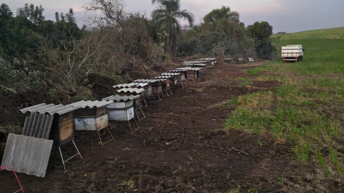 Colheita de mel em Faxinal dos Guedes