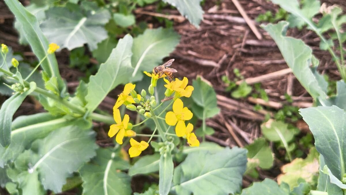 Colheita de mel em Faxinal dos Guedes