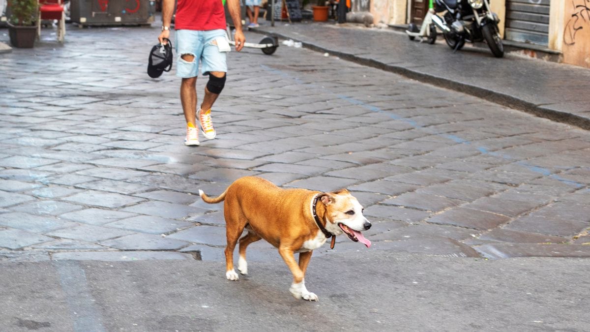 Cachorro correndo