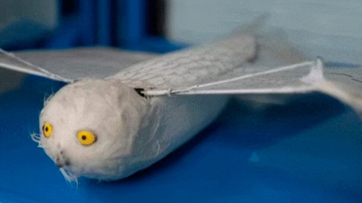 Cara de coruja e bate asas novo drone chinês é capaz de voar 4 horas e persegue carros