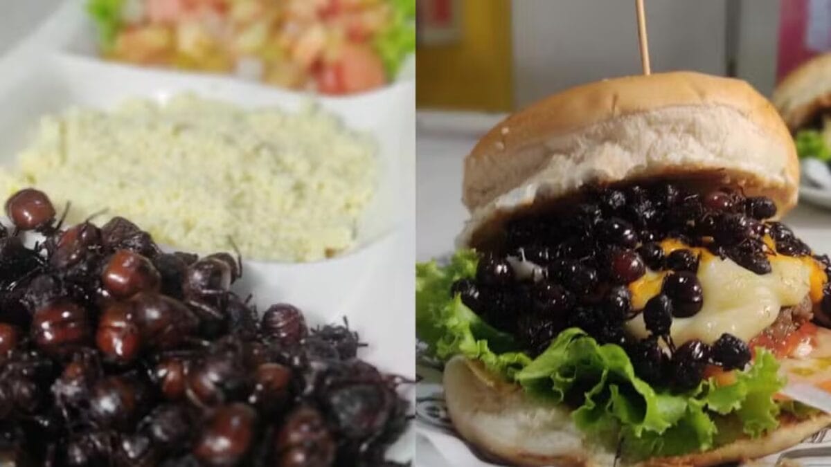 Cidade do interior vende quilo da tanajura por at&eacute; R$ 300 e iguaria vira hamb&uacute;rguer e pizza altinho pernambuco