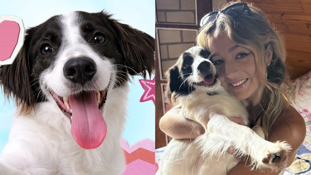 Conheça Lindolfo, o cachorro de Samira do BBB 26 que perdeu uma das patas e vai ganhar prótese
