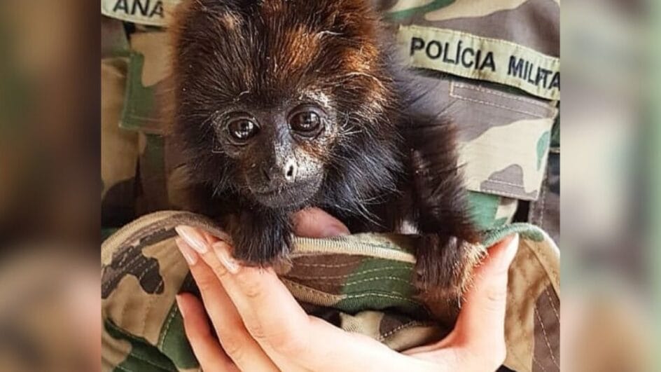 Macaco prego Joaçaba