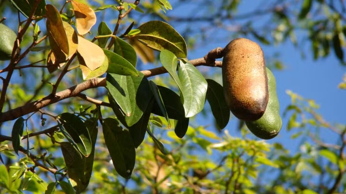 Fruta jatob&aacute; da casca dura vira pomada cicatrizante e farinha que enriquece merenda escolar