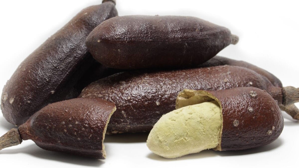 Fruta jatob&aacute; da casca dura vira pomada cicatrizante e farinha que enriquece merenda escolar