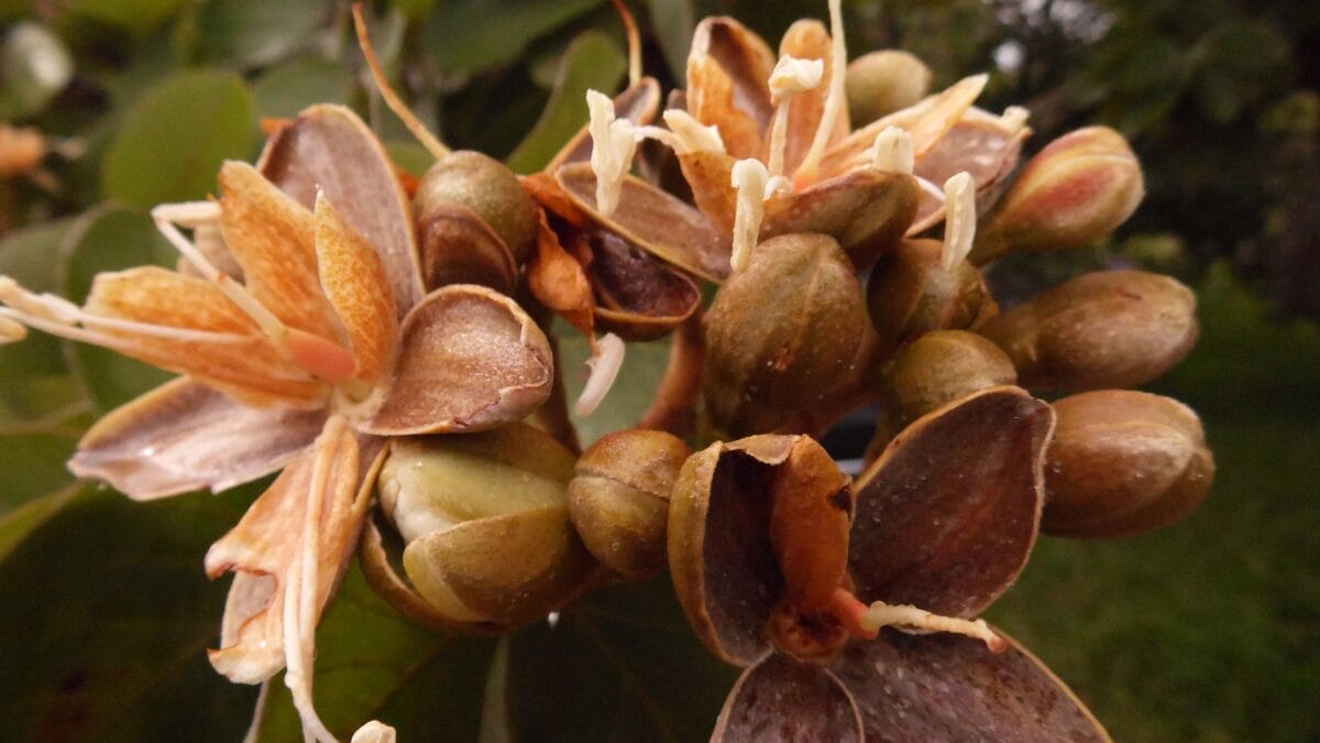 Fruta jatob&aacute; da casca dura vira pomada cicatrizante e farinha que enriquece merenda escolar
