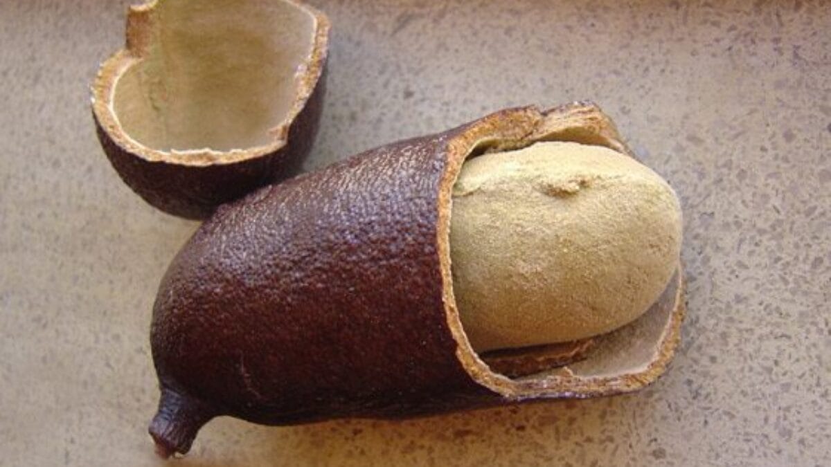 Fruta jatob&aacute; da casca dura vira pomada cicatrizante e farinha que enriquece merenda escolar