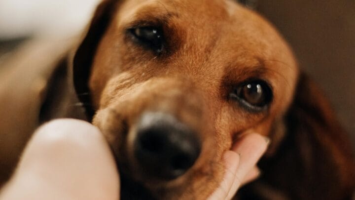 Imposto do Pet: Entenda a nova lei e por que brasileiros não precisam pagar a taxa em 2026