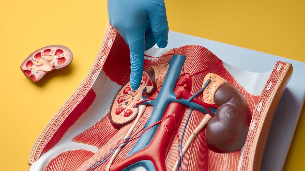 Insuficiência renal aguda dia mundial do rim