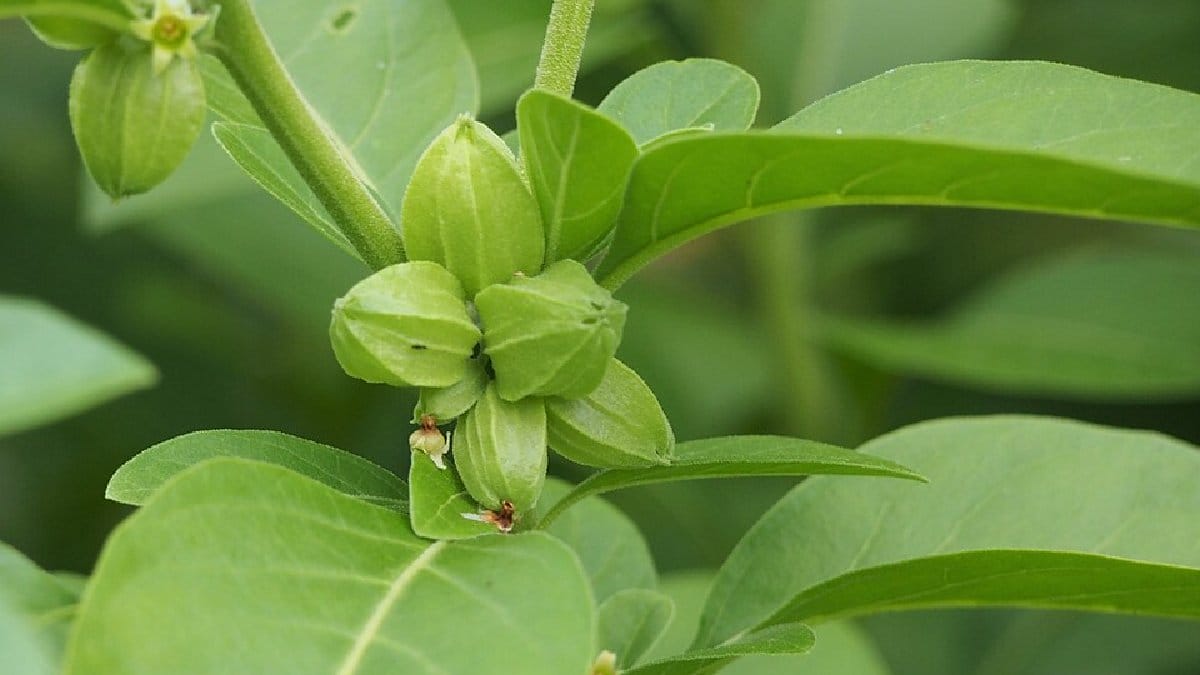 Dinamarca proíbe venda da planta e pressiona bloco europeu por critérios mais rígidos de comercialização (Foto: Agnieszka Kwiecień/Wikimedia Commons)