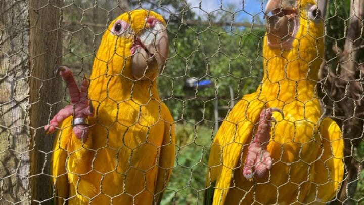 Comércio ilegal coloca em risco aves, peixes e répteis e desafia fiscalização (Foto: Fabíola Sinimbú/Agência Brasil)