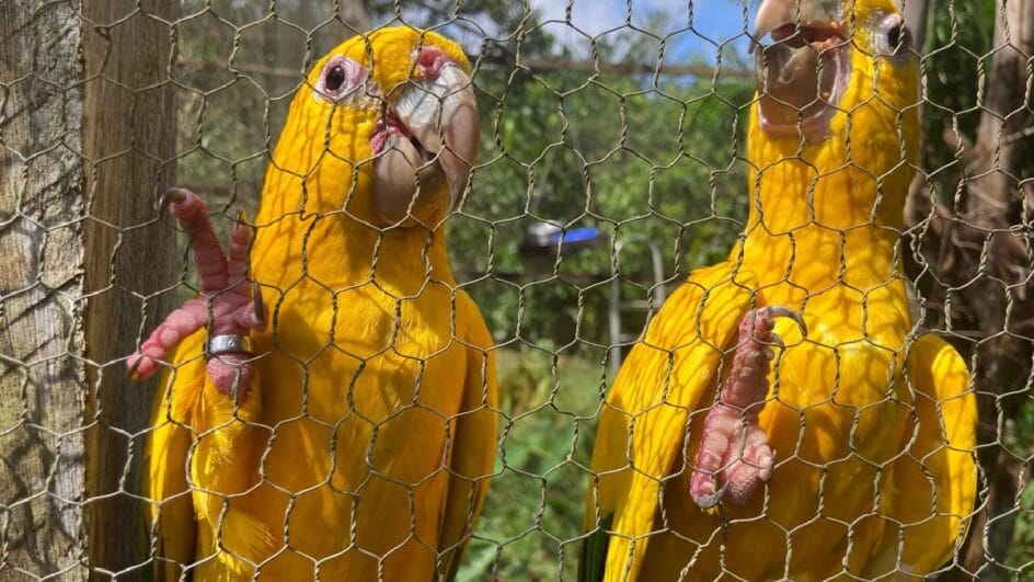 Comércio ilegal coloca em risco aves, peixes e répteis e desafia fiscalização (Foto: Fabíola Sinimbú/Agência Brasil)