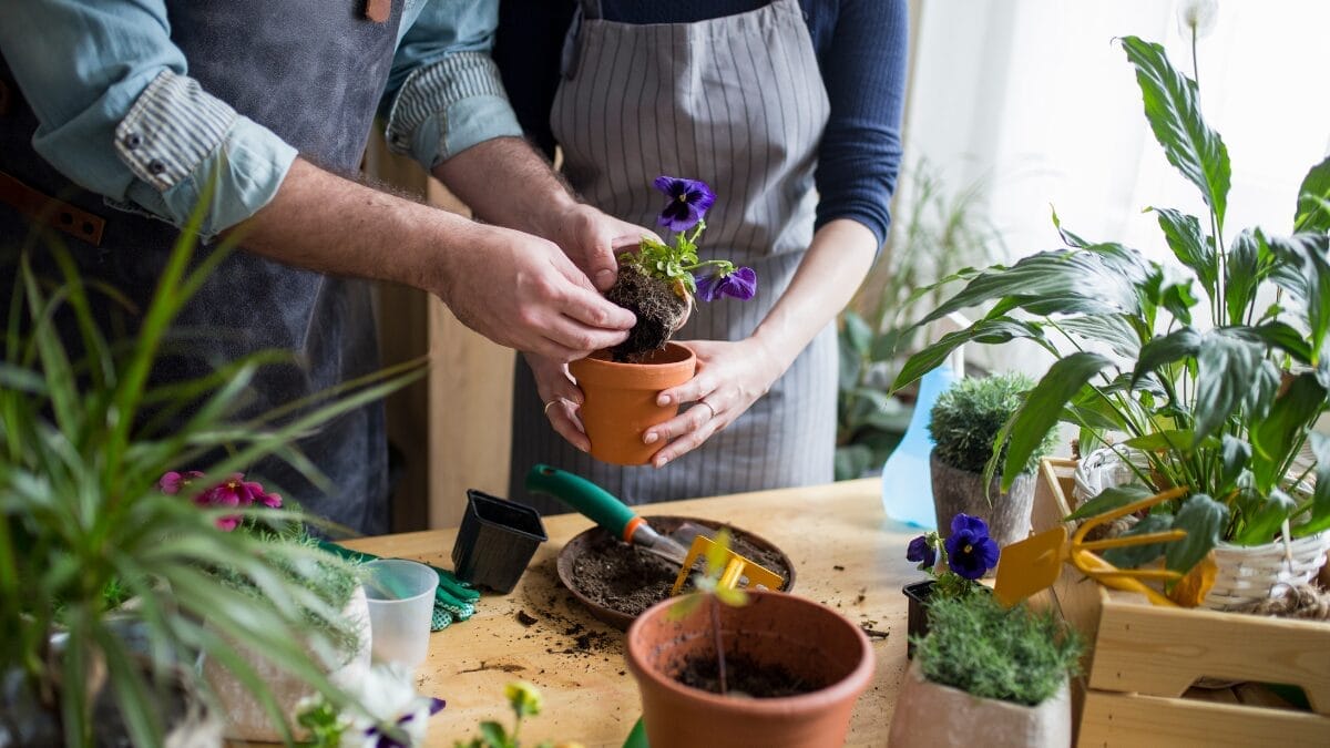 O teste do palito o segredo dos jardineiros para nunca mais matar plantas