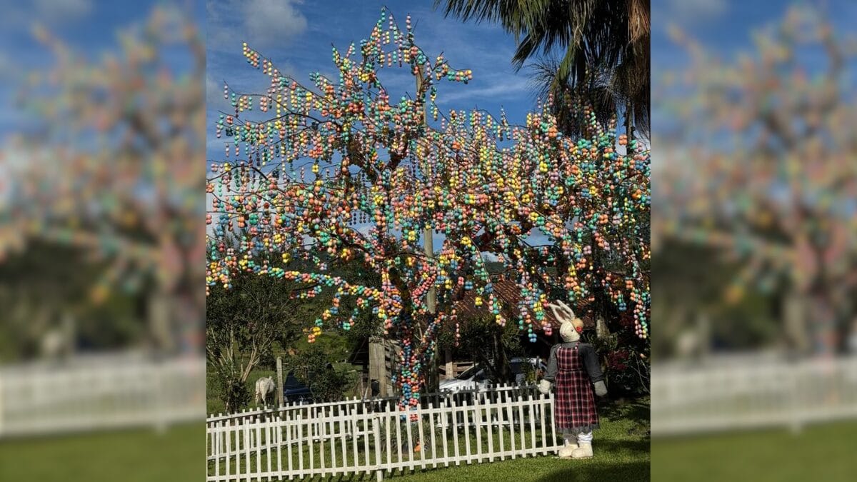 Osterbaum em Cambori&uacute;