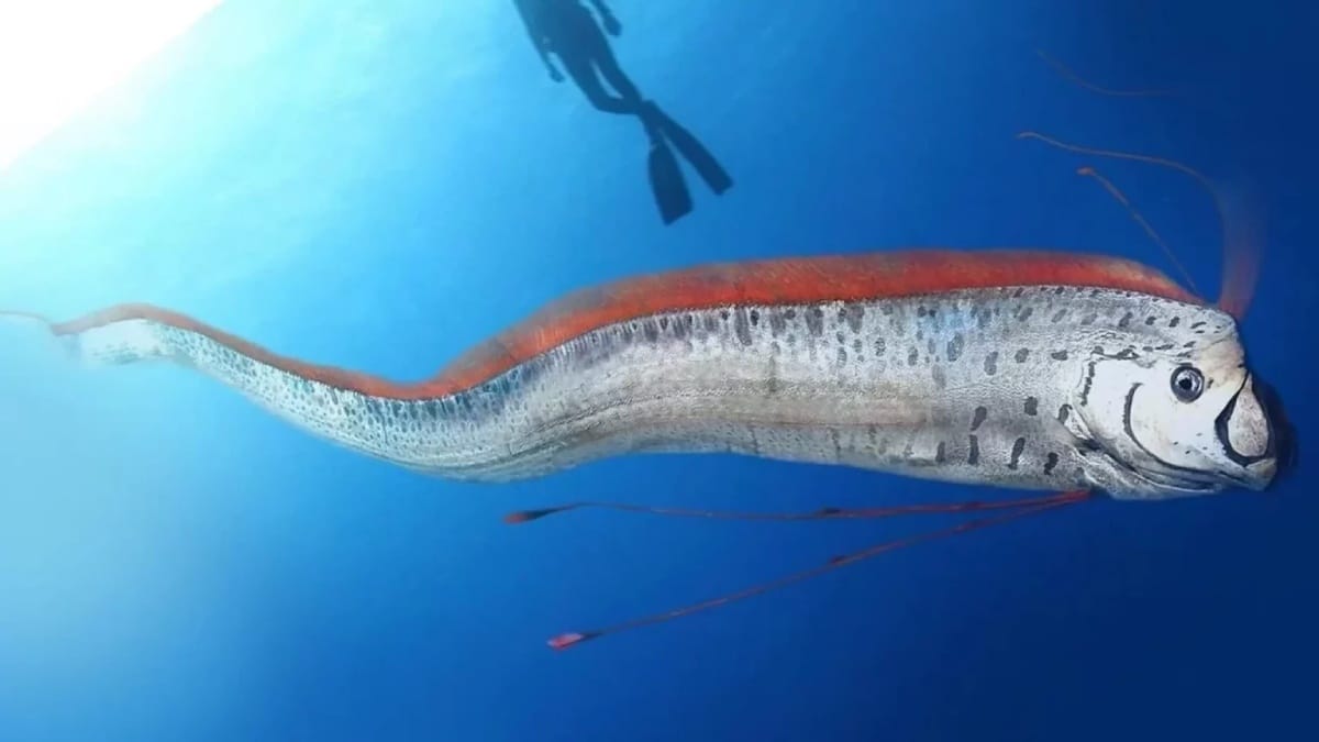 Peixe-remo, conhecido como “peixe do fim do mundo”, pode atingir até 17 metros e raramente é visto vivo na superfície dos oceanos. Foto: Divulgação/Youtube