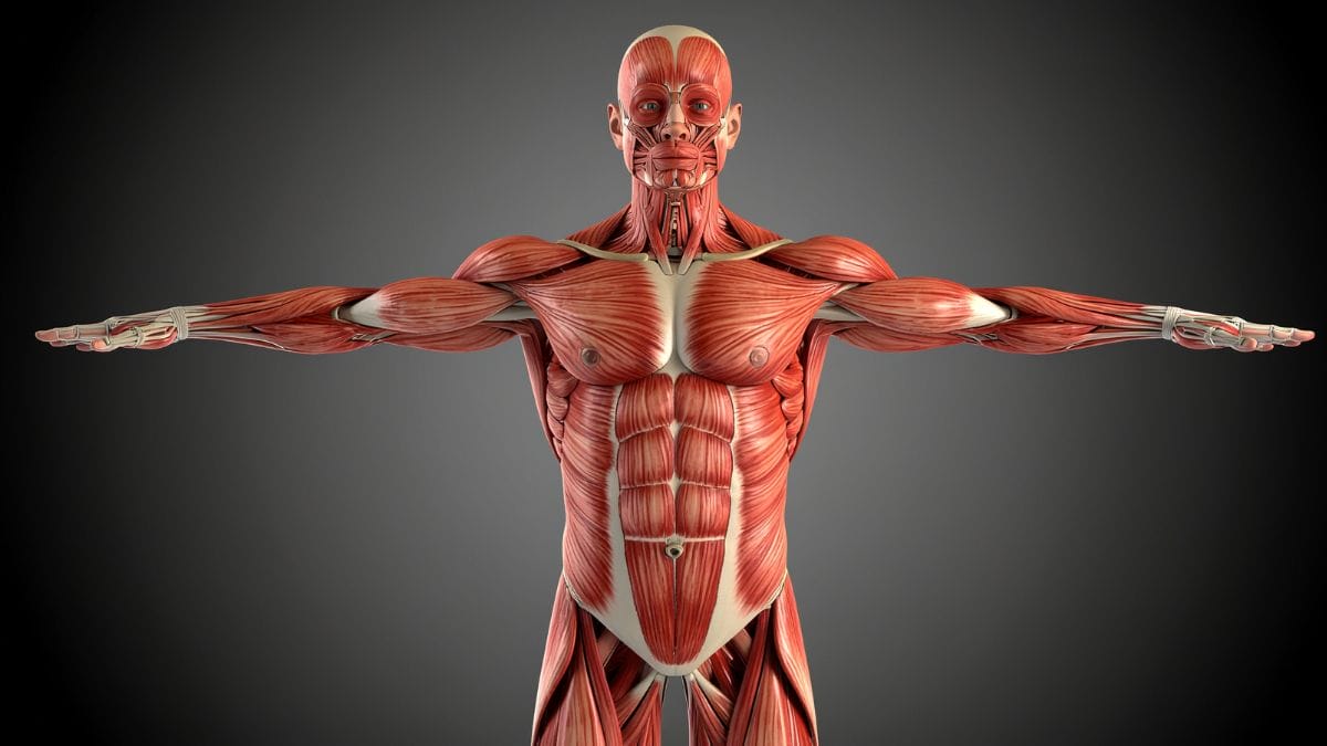 Atletas buscam nos pept&iacute;deos uma forma de reduzir o tempo de repouso p&oacute;s-les&atilde;o (Foto: Banco de Imagens)