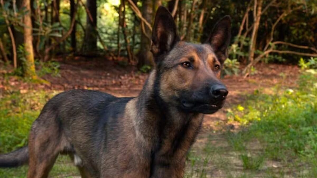 Sess&atilde;o da Tarde - Sexta-feira &ndash; 27_03_2026 &ndash; &ldquo;Max_ O C&atilde;o Her&oacute;i&rdquo;