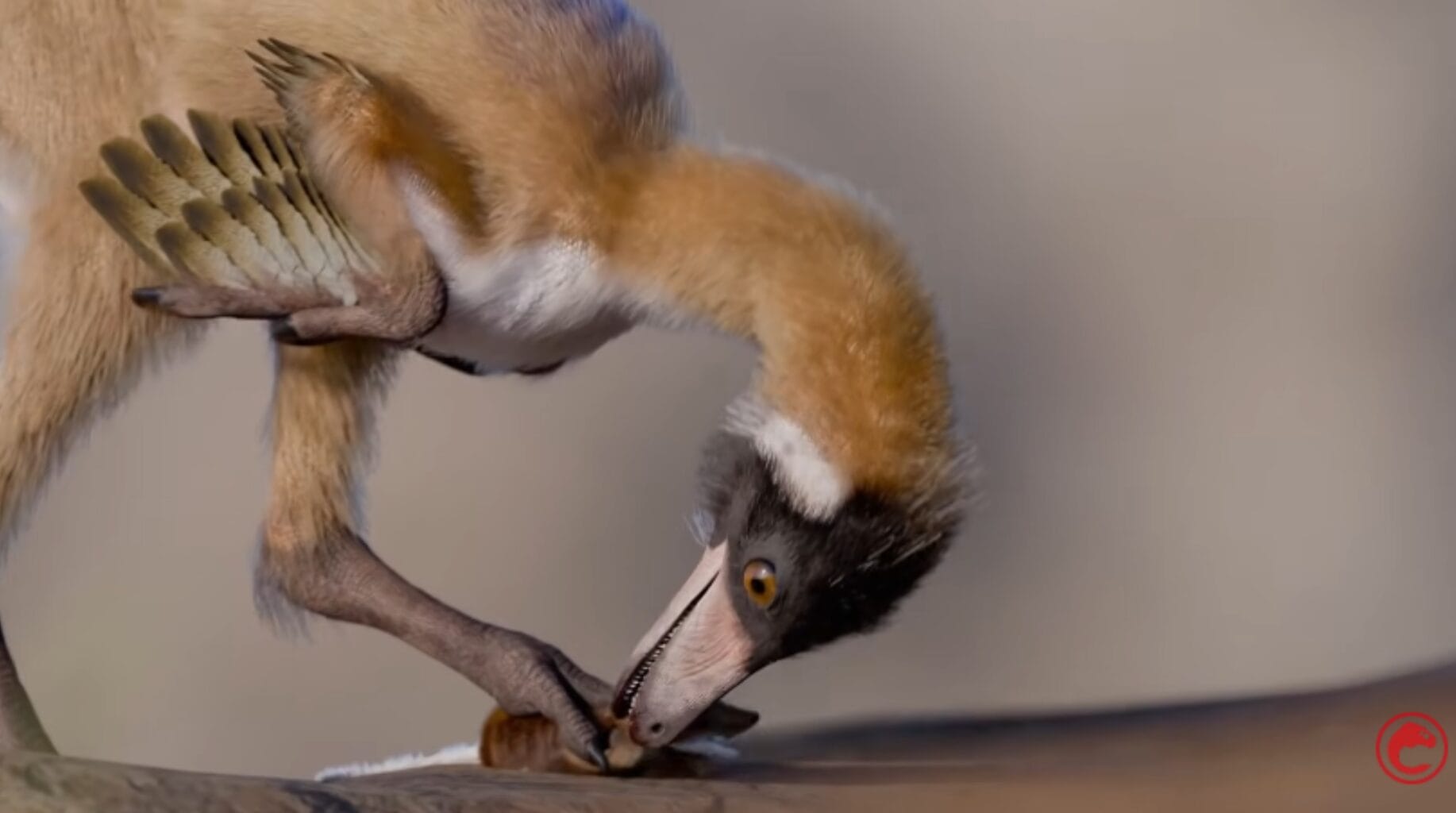 Um dinossauro do tamanho de uma galinha foi encontrado na Patag&ocirc;nia