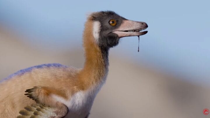 Um dinossauro do tamanho de uma galinha foi encontrado na Patagônia