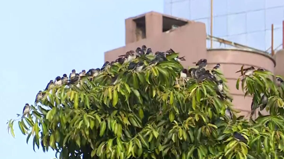 Andorinhas em árvore no centro de Chapecó