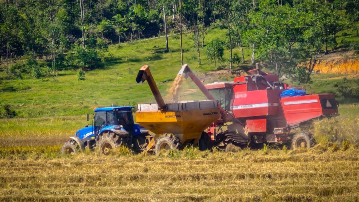 Planta&ccedil;&atilde;o de arroz em Navegantes