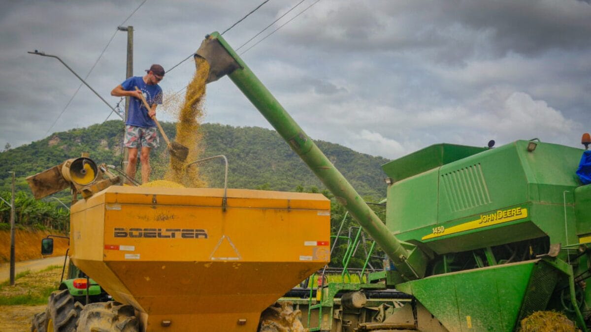 Safra de arroz 2025/2026 em Navegantes