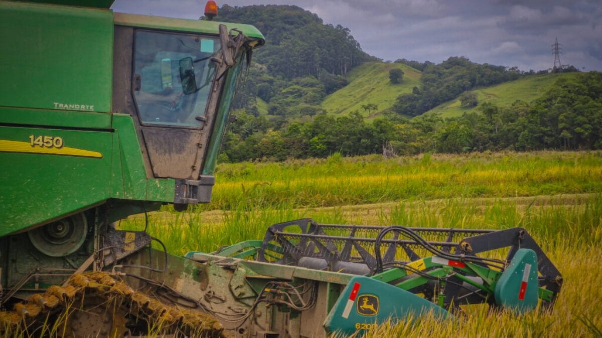 Safra de arroz 2025/2026 em Navegantes