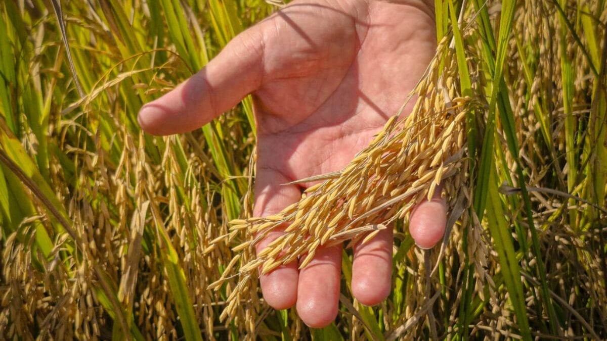 Planta&ccedil;&atilde;o de arroz em Navegantes