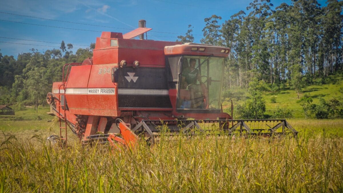 Planta&ccedil;&atilde;o de arroz em Navegantes