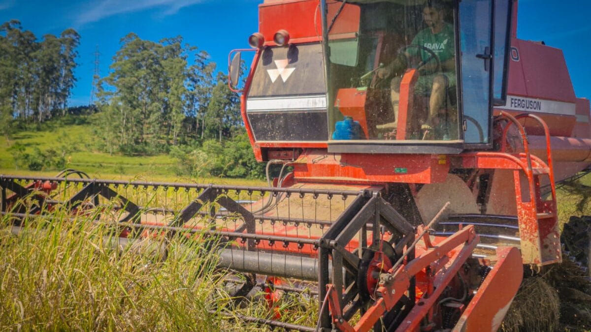 Planta&ccedil;&atilde;o de arroz em Navegantes