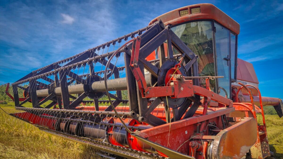 Planta&ccedil;&atilde;o de arroz em Navegantes