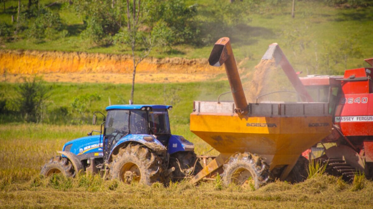 Safra de arroz 2025/2026 em Navegantes