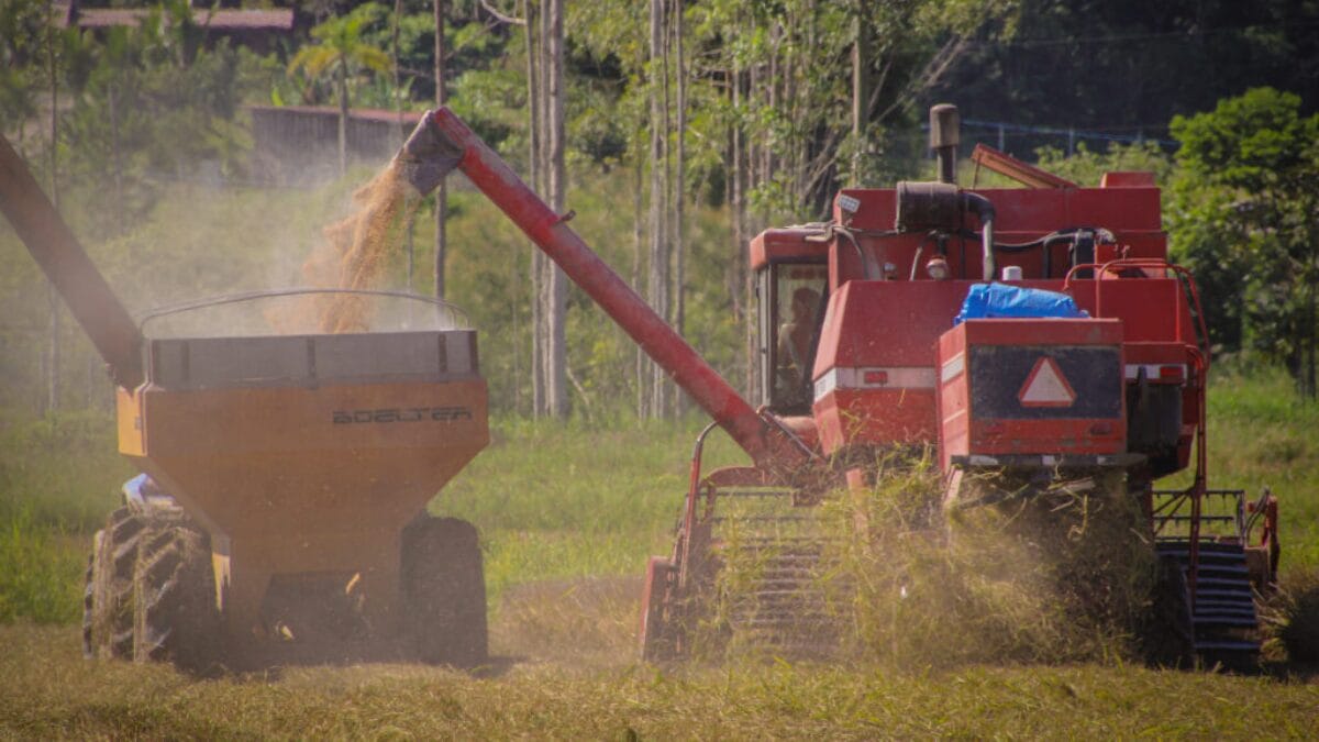 Safra de arroz 2025/2026 em Navegantes