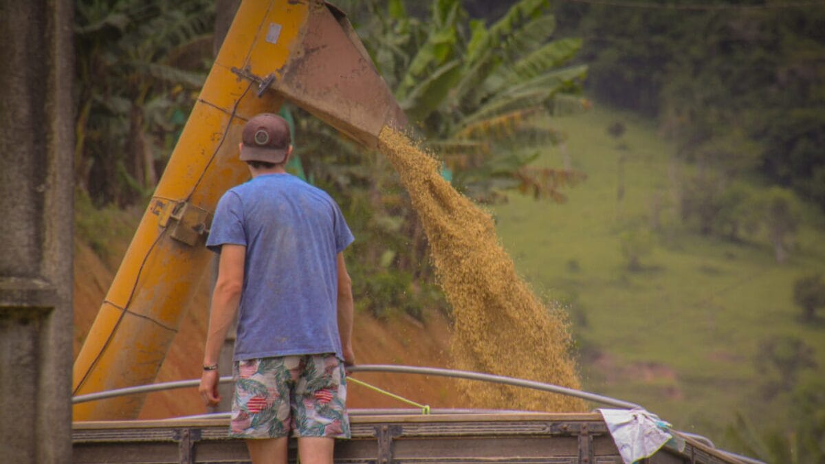 Safra de arroz 2025/2026 em Navegantes