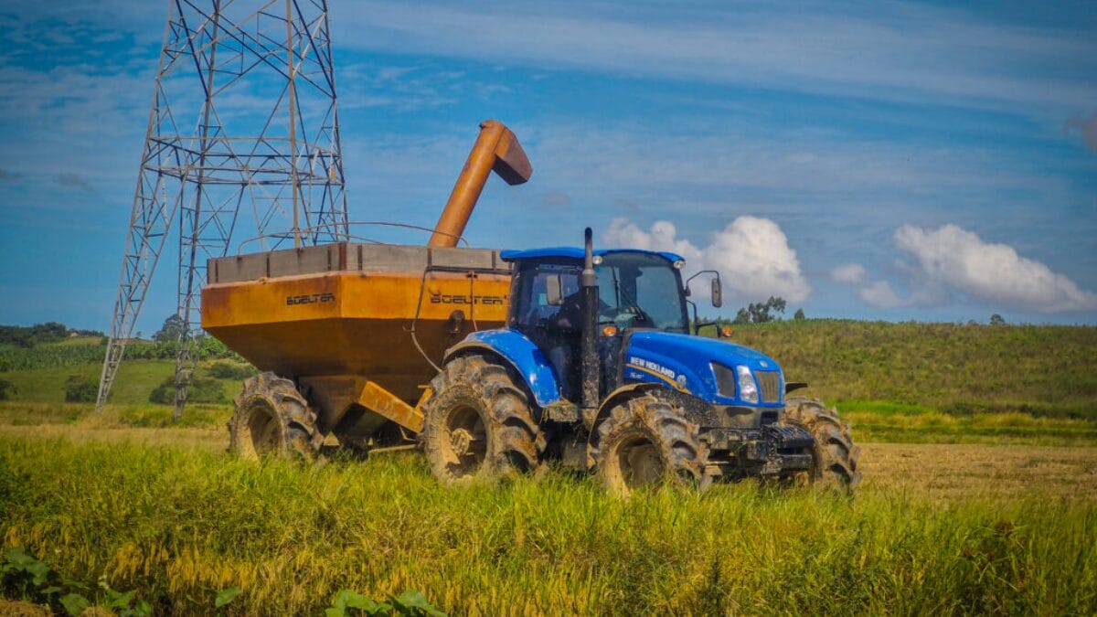 Planta&ccedil;&atilde;o de arroz em Navegantes