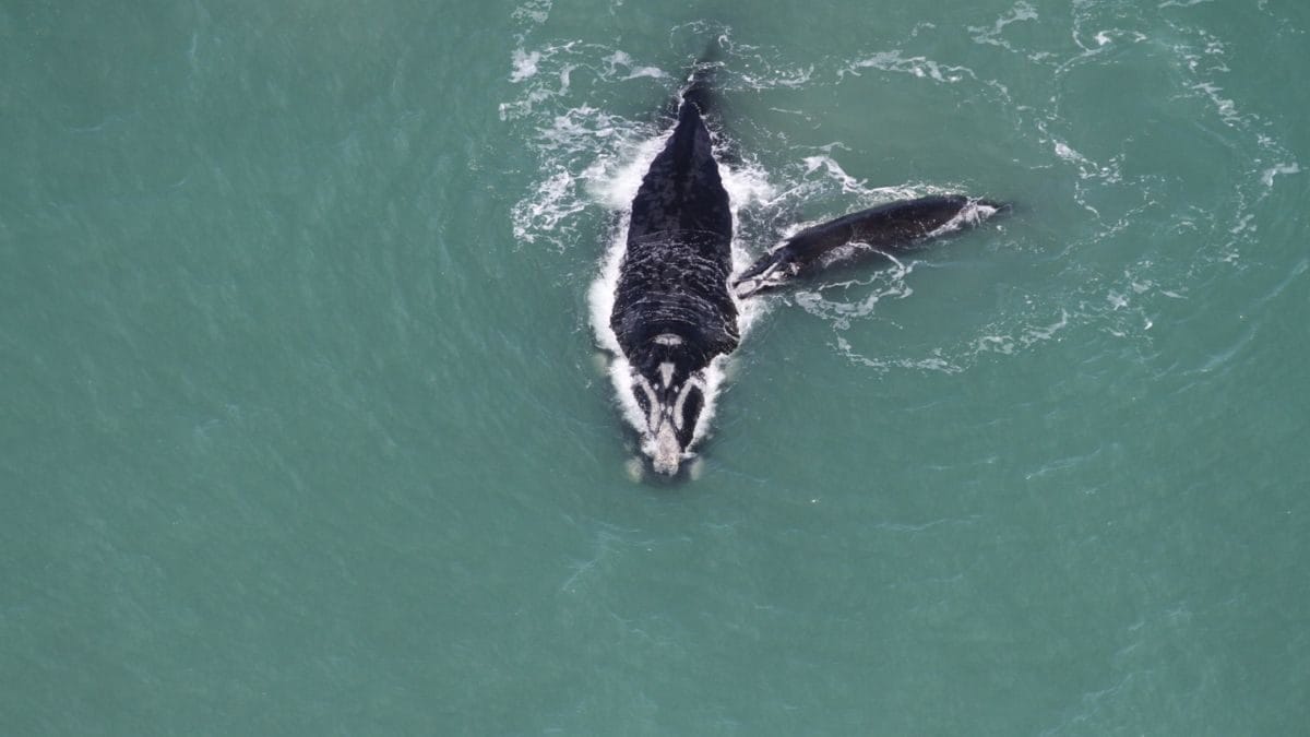 Considerado o destino tur&iacute;stico para quem quer observ&aacute;-las (Foto: Instituto Australis, Divulga&ccedil;&atilde;o)