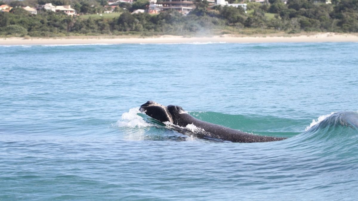 Animais podem ser vistos em tr&ecirc;s cidades do Sul de Santa Catarina.