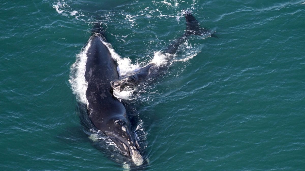 A temporada come&ccedil;a, oficialmente, em julho e segue at&eacute; novembro (Foto: Instituto Australis, Divulga&ccedil;&atilde;o)