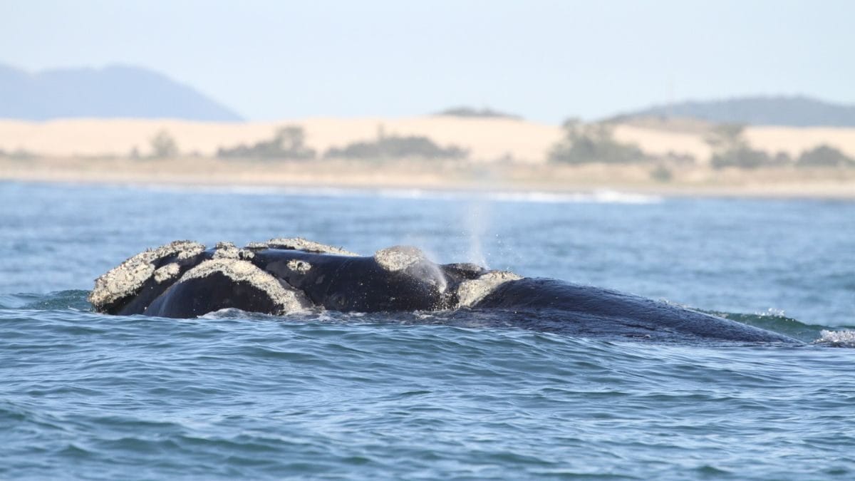 Observa&ccedil;&atilde;o de Baleias Francas &eacute; sucesso em SC