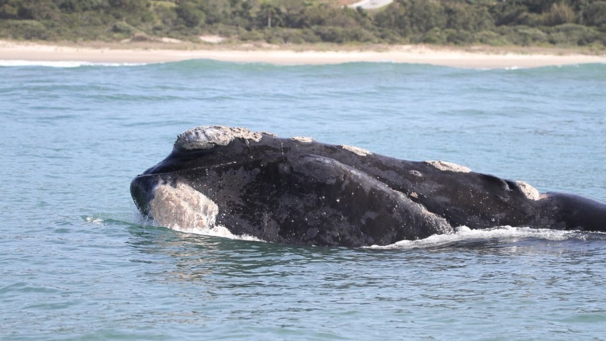 Conhe&ccedil;a a Rota da Baleia Franca em Santa Catarina
