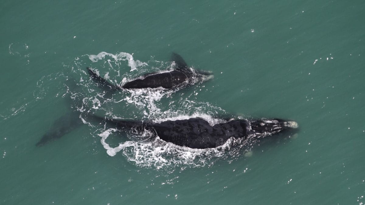 Baleias vem das &aacute;guas frias da Ant&aacute;rtida (Foto: Instituto Australis, Divulga&ccedil;&atilde;o)