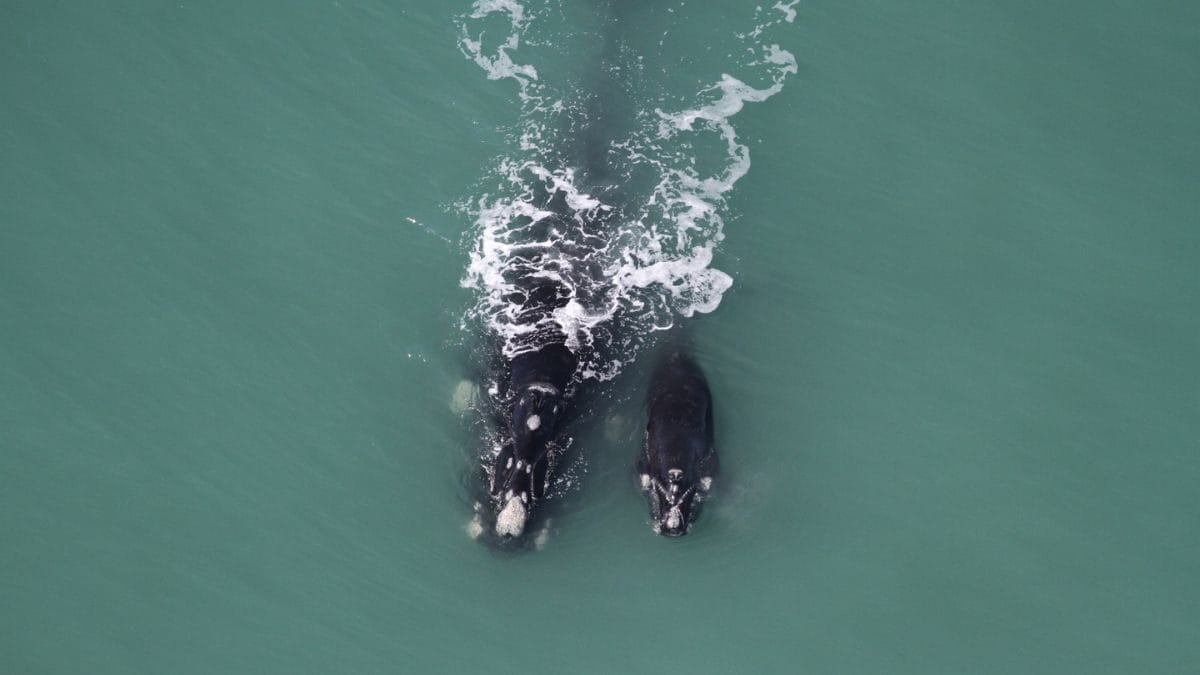 Imbituba, Laguna e Garopaba formam a Rota da Baleia Franca (Foto: Instituto Australis, Divulga&ccedil;&atilde;o)
