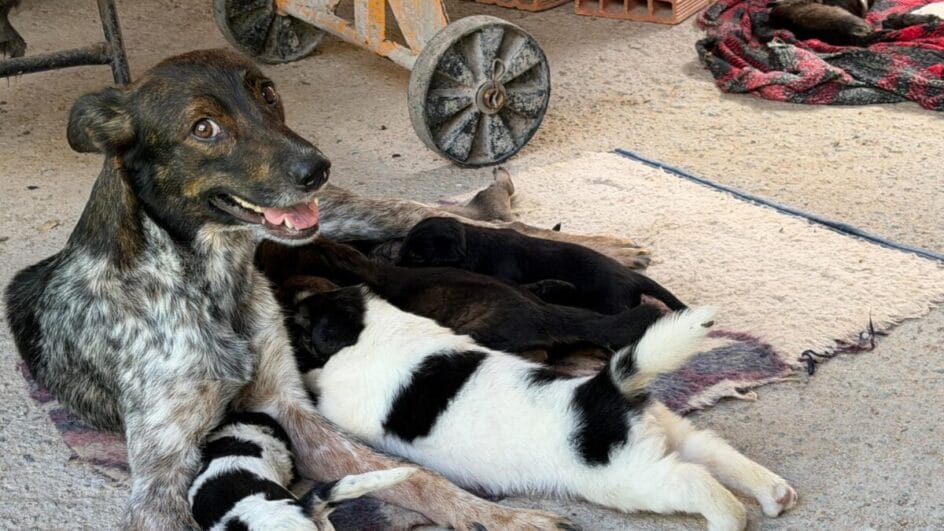 Ao todo, dos 28 cachorros, 16 são filhotes (Foto: PCSC, Divulgação)