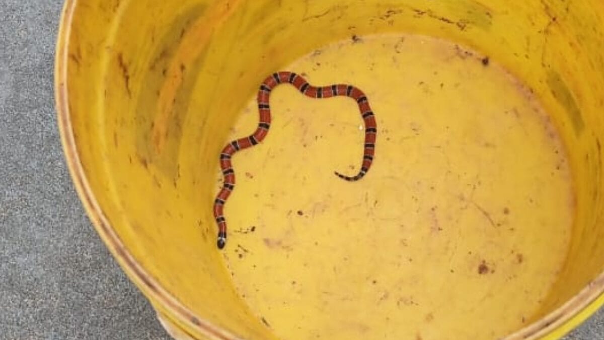 Cobra foi achada em condomínio em Florianópolis (Foto: CBMSC, Divulgação)