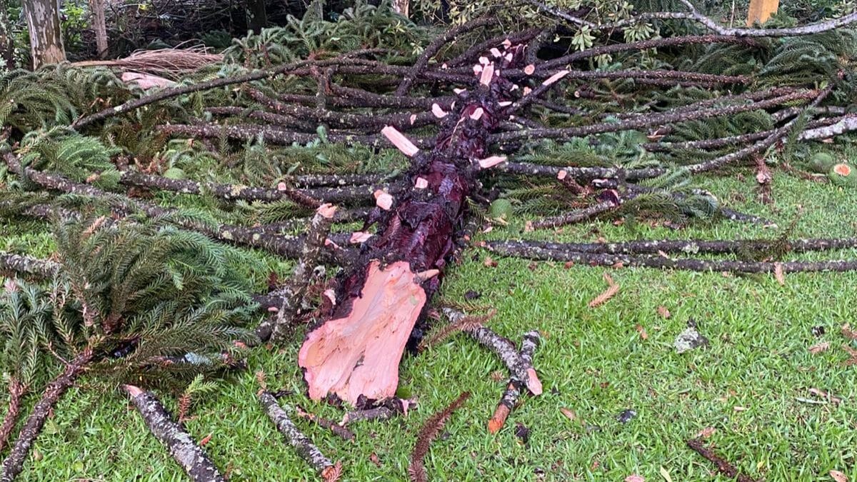 Destalhamento em S&atilde;o Domingos 