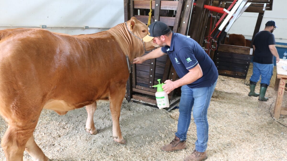 Exposi&ccedil;&atilde;o de animais &eacute; atra&ccedil;&atilde;o no evento (Foto: Prefeitura de Itaja&iacute;, Arquivo)