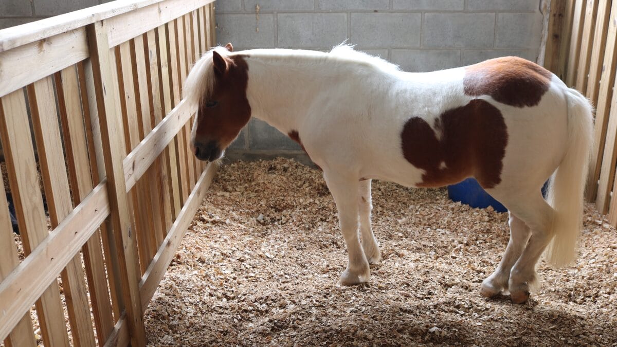 Exposi&ccedil;&atilde;o de animais &eacute; atra&ccedil;&atilde;o no evento (Foto: Prefeitura de Itaja&iacute;, Arquivo)