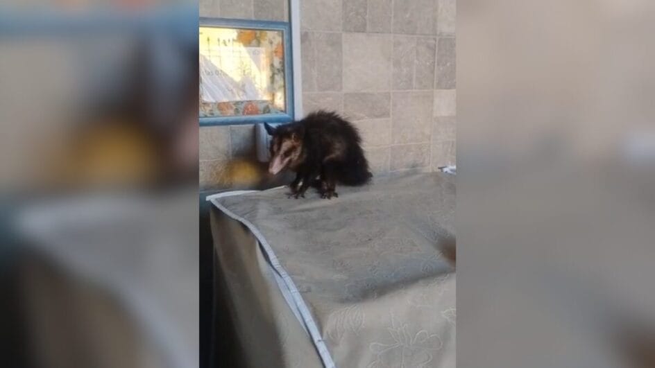 Gambá foi encontrado dentro de residência (Foto: CBMSC, Reprodução)