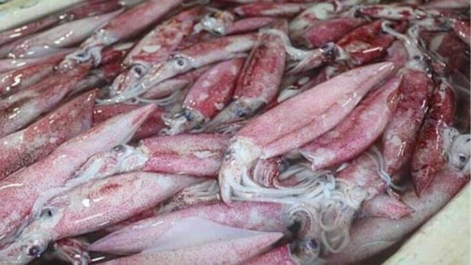 Pasta alega que pescadores estão pescando lula (Foto: Divulgação)